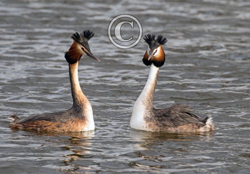  Great Crested Grebs DM1704